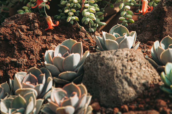 Garden Trends for 2022