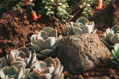 Garden Trends for 2022